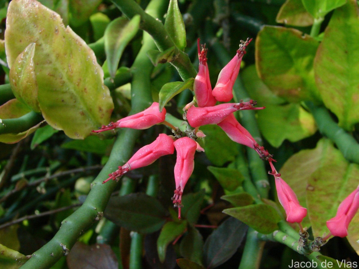 Euphorbia tithymaloides subsp. tithymaloides